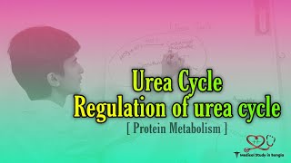 Urea Cycle in bangla  Protein Metabolism [upl. by Fanchie301]