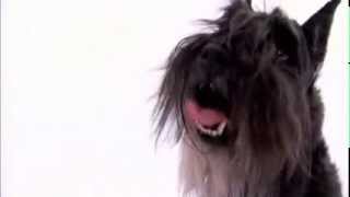 dogs 101  miniature schnauzer [upl. by Tomchay140]