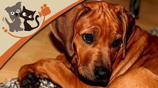 Der Rhodesian Ridgeback  Großwildjäger mit Familiensinn [upl. by Tybald714]