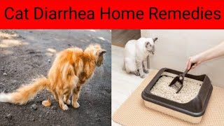 5 remedies for cat diarrheaCat Diarrhea treatment home remedies بلیوں میں ڈائیریا کا علاج [upl. by Durer]