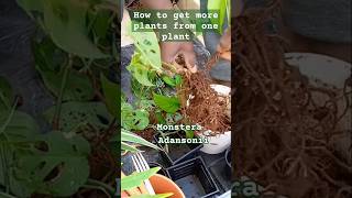 How to Propagate Monstera Adansonii Step by Step [upl. by Yobybab]