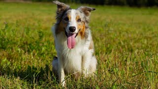 Border Collie vs Australian Cattle Dog Herding Abilities [upl. by Acimehs]