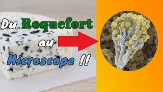 Du Roquefort au microscope  🔬 [upl. by Good593]