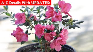 RIGHT Way To GROW amp CARE For Azalea Plant [upl. by Allmon923]