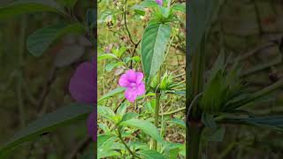 Barleria cristata  Traditional favorite of Desi Gardens [upl. by Eesdnyl722]