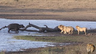 THE BEST LIONS KILL BUFFALO VIDEO EVER  Battle At Kumana Dam Kruger National Park [upl. by Erreipnaej]