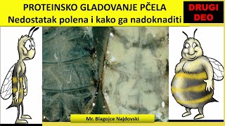 Mr Blagojče Najdovski PROTEINSKO GLADOVANJE PČELA II deo [upl. by Siraval]