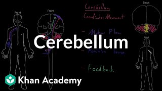 Cerebellum  Organ Systems  MCAT  Khan Academy [upl. by Zsuedat]