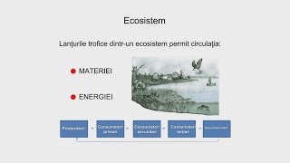 Biologie Circuitul materiei in ecosistem  WinSchool [upl. by Amis]