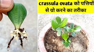 crassula ovata के जितने पत्ते उतने पौधे तैयार करने का सीक्रेट  crassula ovata leaves propagation [upl. by Hertz308]