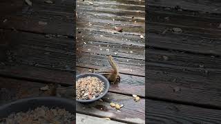 Hoovering chipmunk [upl. by Ventura]