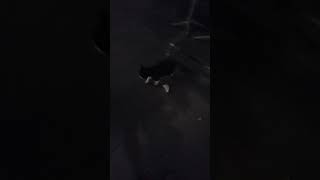 This is Baktus the most famous cat of Reykjavik A Superstar enjoys the night [upl. by Filemon116]