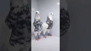 kabutar Bazi new top fancy pigeon not for sale kabutar top fancypigeon kabutar viral shorts [upl. by Newbold]