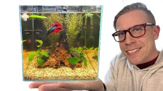 How to Set Up a Betta Fish Tank  Step by Step [upl. by Einwahr490]