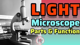 Light Microscope Parts and Functions paperpenbiology [upl. by Adest]