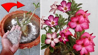 DO THESE 5 Things On Adenium IMMEDIATELY For More Flowers [upl. by Ynneb]