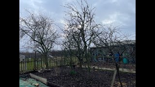 Pruning the apple tree [upl. by Selfridge]