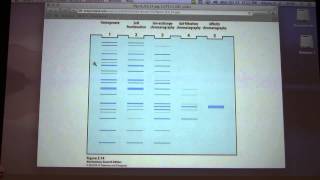 Aherns Biochemistry 7  Protein Purification 2 [upl. by Anemix644]