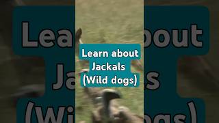 Jackals Wild dogs from Africa and Asia jackals [upl. by Namya671]