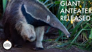 Giant anteater released into the wild in South America [upl. by Fabron]