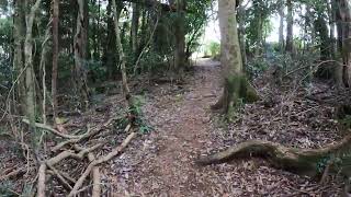 Lamington National Park Hike  Caves Circuit Highlights [upl. by Zales]