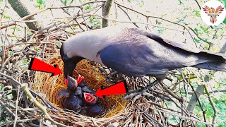 House Crow Feeding Nestlings  A Parents Dedication  Crow Feeding Its Hungry DiscoveryBirds [upl. by Lamej416]