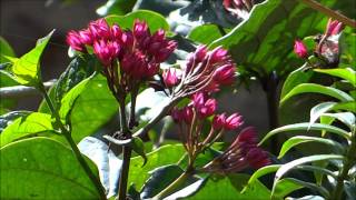 Beautiful Flower  Clerodendrum splendens  Flaming Glorybower [upl. by Skiest]