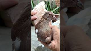 Pet house mai aaj hamne pets ko upar neeche kr waya kabutar birds minivlog kabootar pet anime [upl. by Edie782]