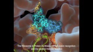 The Ribosome in Protein Synthesis mRNA codon recognition and the peptidyltransfer reaction [upl. by Messab129]