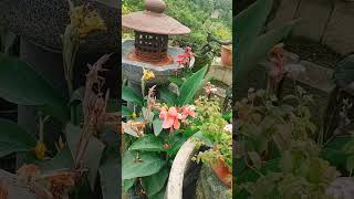 旋轉花市🌼東寶苗圃🌸大雅花市🏵️無特效版 [upl. by Knut939]