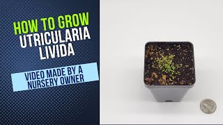 How to Grow and Propagate Utricularia Livida Carnivorous Plant Grow Guide [upl. by Notfilc]