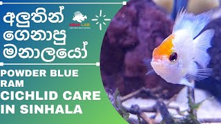 Powder Blue Ram Cichlid Care In SINHALA  Best fish for Planted Tank [upl. by Anatol]