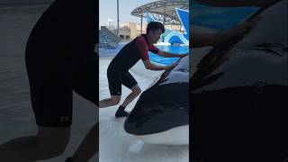 Giant dolphin fish was found inside the swimming pool  shortvideos [upl. by Anyar868]