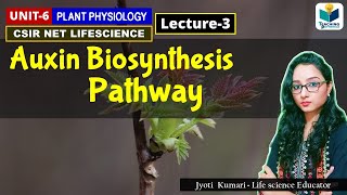 AUXIN BIOSYNTHESIS  PHYTOHORMONE PART3 CSIR NET PLANT BIOLOGY [upl. by Jo-Ann]