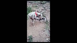 Dog breeding puppy dog pets breeding animals doglover [upl. by Swann]