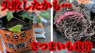 さつまいも栽培失敗⁉︎意外な苗の注意点…【家庭菜園】【野菜の育て方】【プランター袋栽培】 [upl. by Finn]