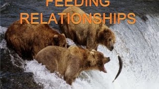 Environment and feeding relationships [upl. by Oilime]