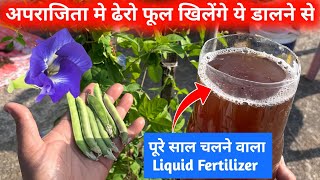 अपराजिता मे इतने फूल आएंगे तोड़ते थक जाओगे बस ये Fertilizer दाल दो पौधे मे  साल चलने वाला Fertilizer [upl. by Yesnikcm]