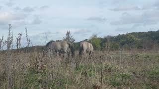 Wild Horses Wildpferde 5 [upl. by Yelekalb]