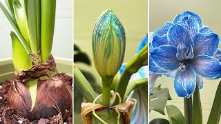 Rare Beautiful Flowers  Decorate Your Home with Blue Amaryllis Flowers for Festivals Turn on CC [upl. by Kalil125]