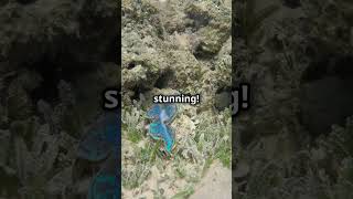 The Seas Blue Dragon Glaucus Atlanticus facts reels mystery science shorts [upl. by Atteiram]