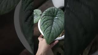 Alocasia Melo badak alocasia plants aesthetic garden live shorts trending foryou funny fyp [upl. by Merralee248]