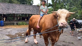 SAPI KELAS EXTRIM ATRAKSI BERSAMA BOCAH SANGAR‼️🔥🔥🔥 [upl. by Haggi]