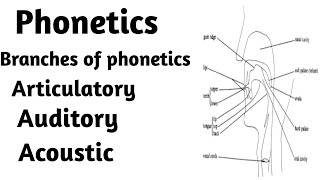 Phonetics  Branches of Phonetics  Urdu  Hindi [upl. by Nwahsem190]