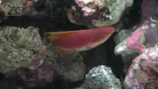 Whip Fin Fairy Wrasse Cirrhilabrus filamentosus  LiveAquariacom [upl. by Eerehc428]