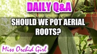 QampA  Should we bury aerial roots of Phalaenopsis Orchids [upl. by Morville303]