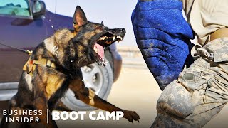 How Military Dogs Are Trained  Boot Camp  Business Insider [upl. by Keven]