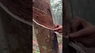 Rubber tree plant🌳 rubberfarming satisfying rubberwood bamboo rubber woodprocessing nature [upl. by Harrod]