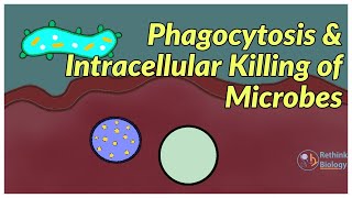 Phagocytosis and Intracellular killing of Microbes immunology microbiology physiology [upl. by Airekal563]