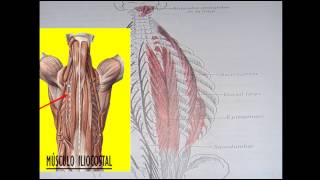 Músculos de los canales vertebrales [upl. by Abate]